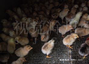 4月17日，位于来安县水口镇上蔡村下郢组炕坊，刚孵化出的30万只鸡、鸭、鹅苗源源不断输入市场。自复工复产以来，该炕坊抢时间、赶进度，争取满足农户用苗需求。