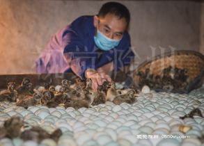 4月17日，位于来安县水口镇上蔡村下郢组炕坊，刚孵化出的30万只鸡、鸭、鹅苗源源不断输入市场。自复工复产以来，该炕坊抢时间、赶进度，争取满足农户用苗需求。