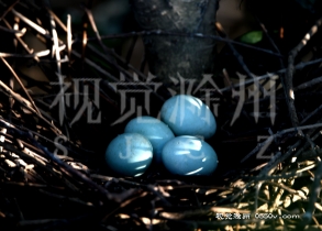 白鹭蛋摄于天长市石梁镇大地园林