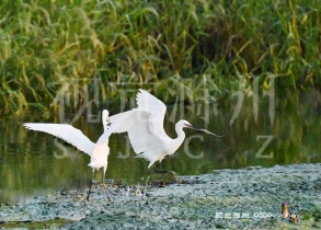 白鹭摄于天长市高邮湖畔