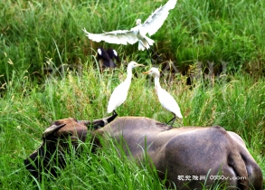 白鹭摄于天长市高邮湖畔