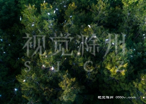 2020年5月10日，来安县白鹭岛森林公园中的白鹭，栖息在树梢枝头。