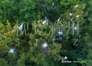 2020年5月10日，来安县白鹭岛森林公园中的白鹭，栖息在树梢枝头。
