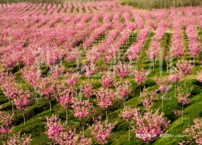 全椒县马厂镇梁湾村千亩樱花近日盛开，引来众多游客前来赏花。