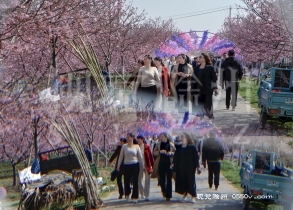 全椒县马厂镇梁湾村千亩樱花近日盛开，引来众多游客前来赏花。