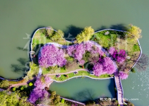 三月春回大地万物生长杨柳轻舞，南湖公园的海棠花绚丽而夺目，流淌的音乐、怒放的海棠花摇曳着粉红的身姿，淡淡的花香随风飘散，一幅繁花织就的美景。