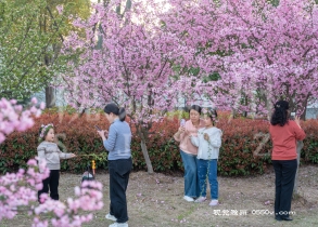  3月30日，定远县包公文化园春花盛开，争妍斗艳，引来众多游客前来拍照打卡。