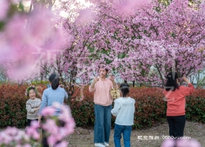  3月30日，定远县包公文化园春花盛开，争妍斗艳，引来众多游客前来拍照打卡。