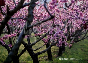 春光明媚，4月1日安徽省滁州市来安县张山镇仰山村桃花盛开正当时。