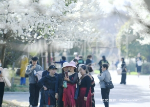 花博园梨花开放，游客在梨树下自拍。